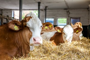 Hornlos-Zucht: Fleckvieh vor Charolais Hornlos-Zucht: Fleckvieh vor Charolais