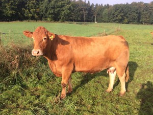 limousin