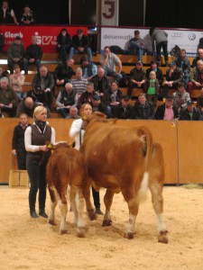 Felckvieh Kuh Larissa mit Kalb Claudio bei Fuss 