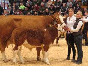 Claudio als Kalb - Fleischrindertag Alsfeld 2015